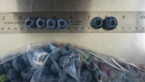 small and large blueberries being measured
