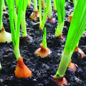 close-up of onion plantation in the vegetable garden