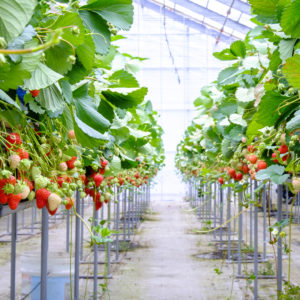 rows of strawberry in  farm