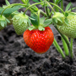 Fresh organic strawberry.